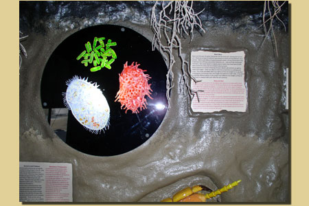 STTWKplantfinal1 STTWKplantfinal1